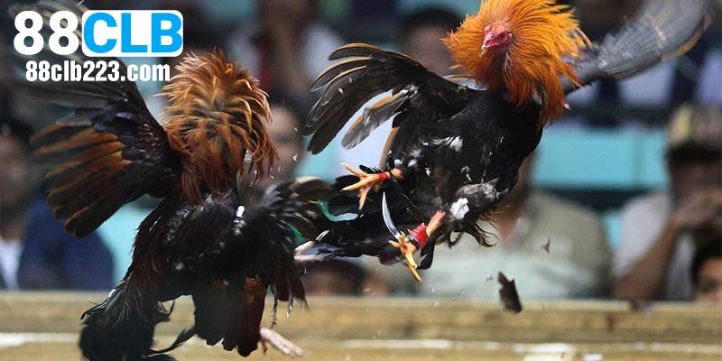 Tính năng giúp sảnh đá gà tại nhà cái được ưa chuộng